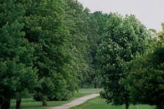 2025-Arris-Pizza-Summer-Showcase-50