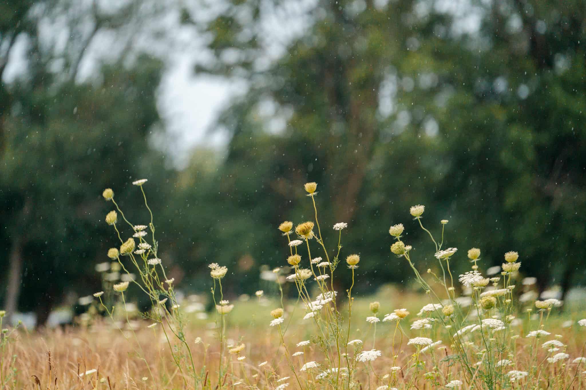 Senior Series – Crown Pointe Day 2